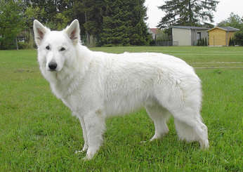 Carwyn